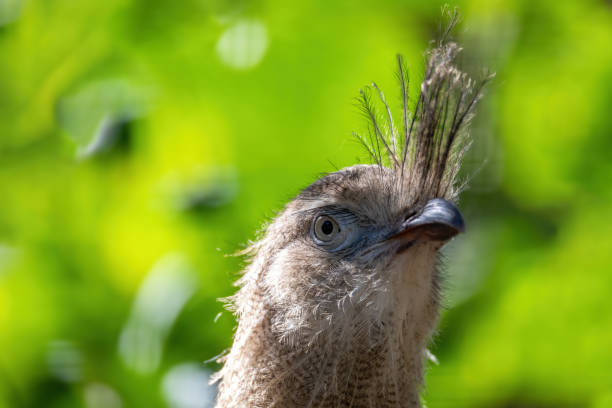 Close up portrait of big bird Red-legged seriema, Cariama cristata