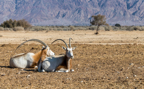 herbivorous antelope sahara scimitaqr oryx (oryx leucoryx) - oryx gazella leucoryx imagens e fotografias de stock