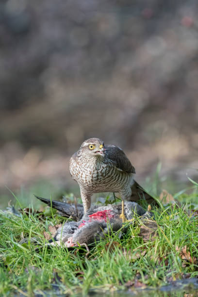 istock female Sparrowhawk that preyed on a moorhen 1202226097