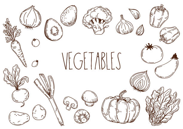 hand gezeichnete gemüse-illustration. vektor-illustration. - leaf vegetable broccoli spinach vegetable stock-grafiken, -clipart, -cartoons und -symbole