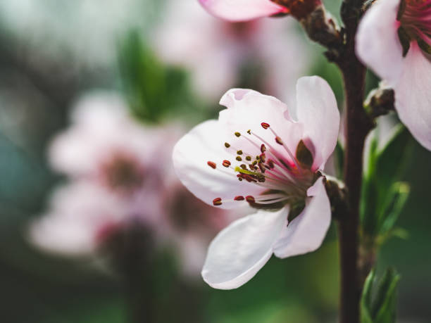 istock Early spring flowers on a grass background 1202229160