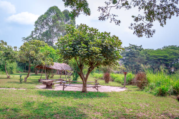 istock Mango (Mangifera indica) fruit tree growing in a recreational park, Uganda, Africa 1202229220