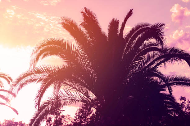 istock Palm trees agains beautiful sky with clouds 1202231537