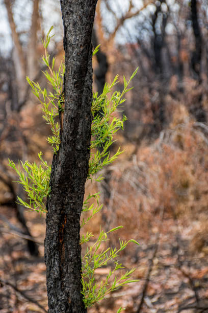 istock Australian bushfires aftermath: eucalyptus trees recovering after severe fire damage. Eucalyptus can survive and re-sprout from buds under their bark or from a lignotuber at the base of the tree. 1202231902