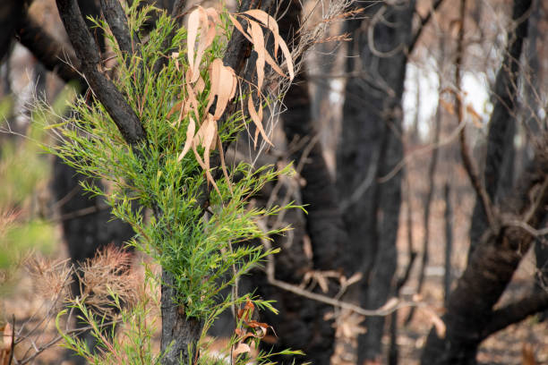 istock Australian bushfires aftermath: eucalyptus trees recovering after severe fire damage. Eucalyptus can survive and re-sprout from buds under their bark or from a lignotuber at the base of the tree. 1202232095