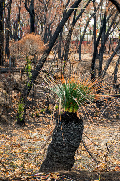 Australian bushfires aftermath: grass tree and eucalyptus trees recovering after severe fire damage. Many of australian plant species can survive bushfires and re-sprout again incendios forestales australianos después: árboles de hierba y eucaliptos recuperándose después de graves daños por incendio. muchas de las especies de plantas australianas pueden sobrevivir a los incendios forestales y volver a brotar de nuevo