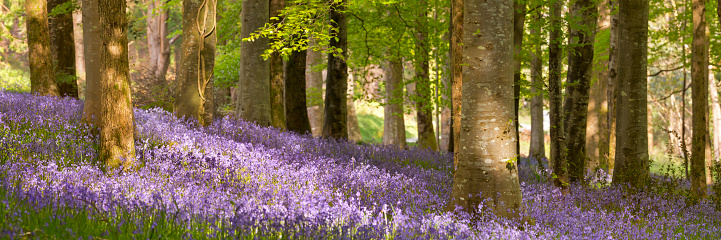 Blooming bluebells in Tollymore Forest Park in Northern Ireland.