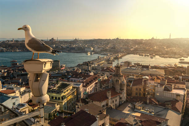 A seagull is watching Istanbul on the camera box from Galata tower.