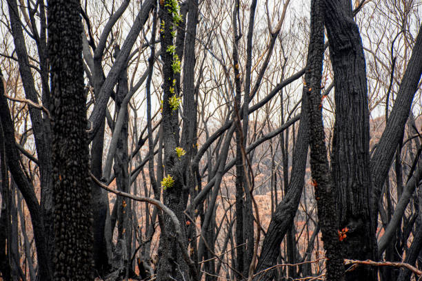 istock Australian bushfires aftermath: eucalyptus trees recovering after severe fire damage. Eucalyptus can survive and re-sprout from buds under their bark or from a lignotuber at the base of the tree. 1202233165