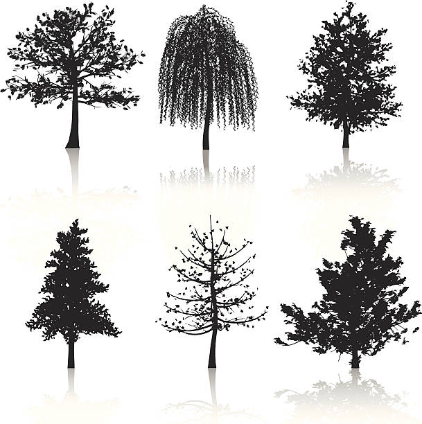 Various black tree silhouettes with reflections Silhouettes of different trees. weeping willow stock illustrations