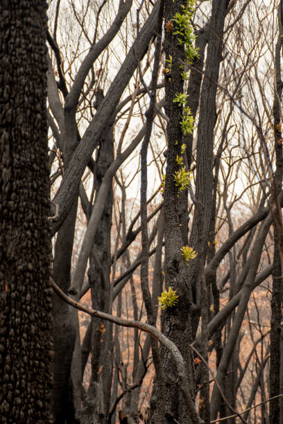 istock Australian bushfires aftermath: eucalyptus trees recovering after severe fire damage. Eucalyptus can survive and re-sprout from buds under their bark or from a lignotuber at the base of the tree. 1202233290