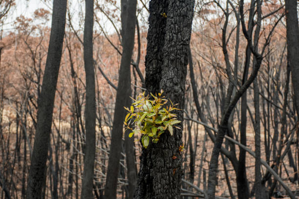 istock Australian bushfires aftermath: eucalyptus trees recovering after severe fire damage. Eucalyptus can survive and re-sprout from buds under their bark or from a lignotuber at the base of the tree. 1202233714