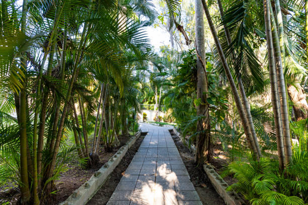 istock Footpath is paved with stone tiles in Park. Paving slabs on the footpath between tropical plants. Palm grove. Asia 1202233813