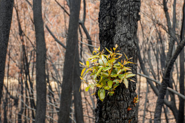 buschbrände in australien: eukalyptusbäume erholen sich nach schweren brandschäden. eukalyptus kann überleben und aus knospen unter ihrer rinde oder von einem lignotuber an der basis des baumes wieder sprießen. - burned tree stock-fotos und bilder