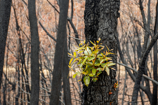 Australian bushfires aftermath: eucalyptus trees recovering after severe fire damage. Eucalyptus can survive and re-sprout from buds under their bark or from a lignotuber at the base of the tree.
