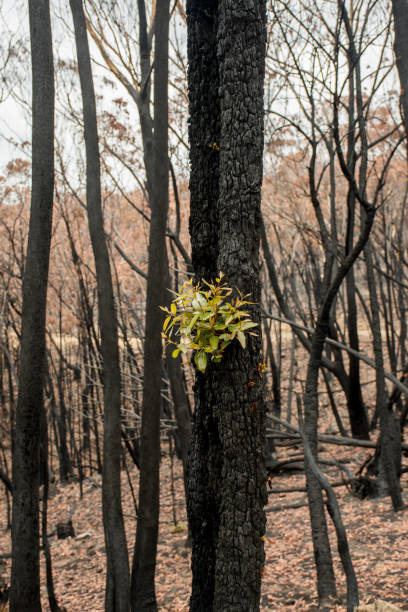 istock Australian bushfires aftermath: eucalyptus trees recovering after severe fire damage. Eucalyptus can survive and re-sprout from buds under their bark or from a lignotuber at the base of the tree. 1202233893