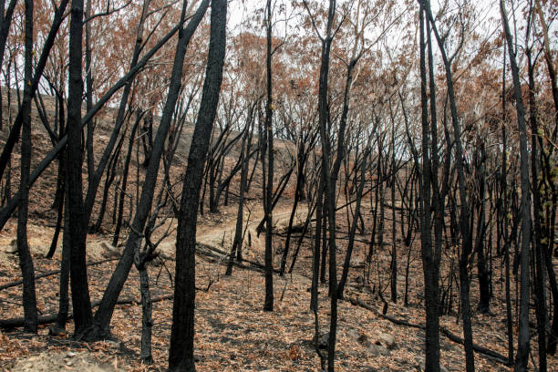 istock Australian bushfire aftermath: burnt eucalyptus trees suffered from firestorm 1202234602