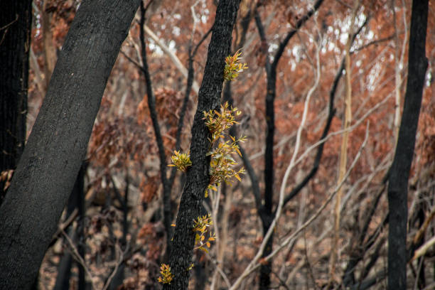 istock Australian bushfires aftermath: eucalyptus trees recovering after severe fire damage. Eucalyptus can survive and re-sprout from buds under their bark or from a lignotuber at the base of the tree. 1202234686