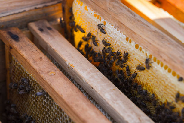 Honey bees removed from the hive for inspection by a beekeeper. The nest's internal structure is a densely packed group of hexagonal prismatic cells made of beeswax, called a honeycomb.