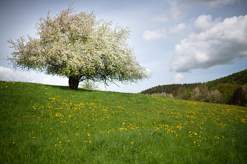 Thuringia, Germany: Blooming tree on meadow on a sunny day.