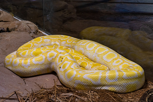 Burmese python, Python bivittatus in Tabernas desert, Andalusia, Spain in Europe