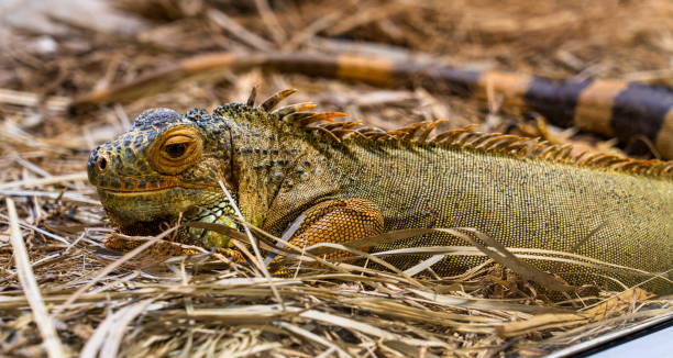 istock Philippine sailfin lizard in Tabernas desert, Andalusia, Spain 1202237911