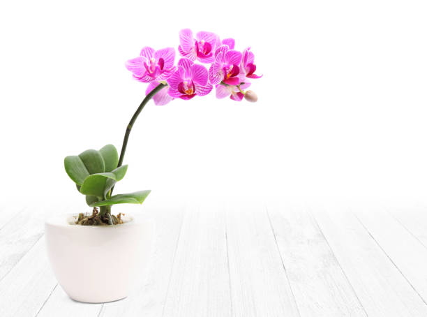 colored orchid colored orchid phalaenopsis phalaenopsis orchidee stock pictures, royalty-free photos & images