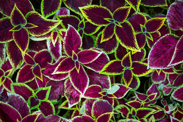 istock Decorative Coleus Flower Leaves Background 1202238441