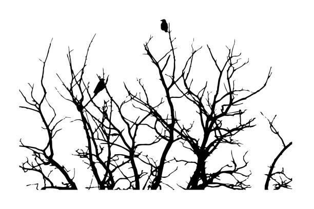 istock black silhouette for halloween, crows sitting on a tree in winter or autumn forest, dry trees, doodle style, vector illustration 1202238450