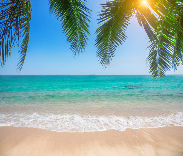 istock tropical beach with coconut palm 1202238485