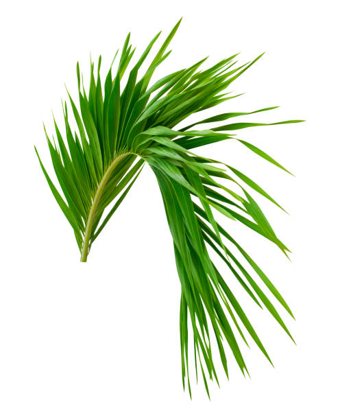 istock Cocos nucifera leaf. Closeup Palm tree branch 1202241197