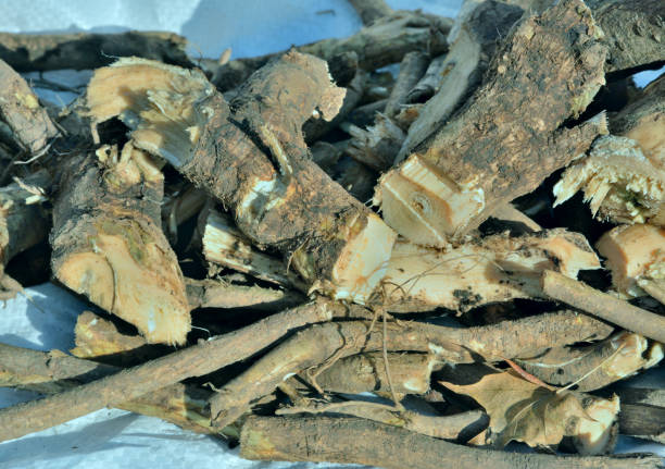 istock Roots of medicinal plant (Eleutherococcus senticosus) 2 1202242887