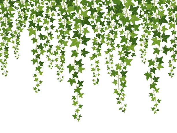 Vector illustration of Green ivy. Hanging from above creepers with leaves, lush climbing plants garden decoration wall, website banner vector background