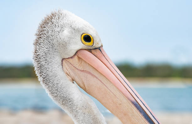 Face to face with a brown pelican in the magnificent natural reserve of Matanzaz in Cuba.
