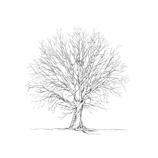 Tree Topping Line Drawing 310+ Tree Top Line Drawing Stock Illustrations, Royalty-Free Vector ...