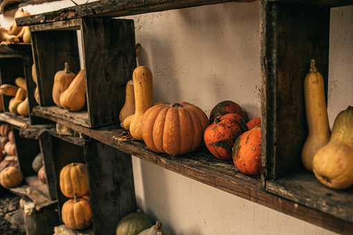 Collection of pumpkins at the market. Pumpkins on wooden background. Thanksgiving and halloween concept.