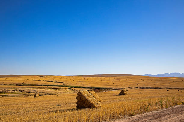 Golden coloured haystacks and rolling hills near Piketberg in Western Cape, South Africa