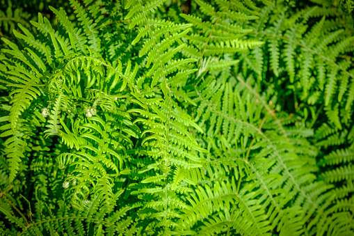 Fern Leaves in the tropics background photo with bright green colors.