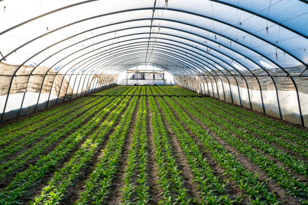 Edible chrysanthemum leaves greenhouse field in Mediterranean Chrysanthemum coronarium