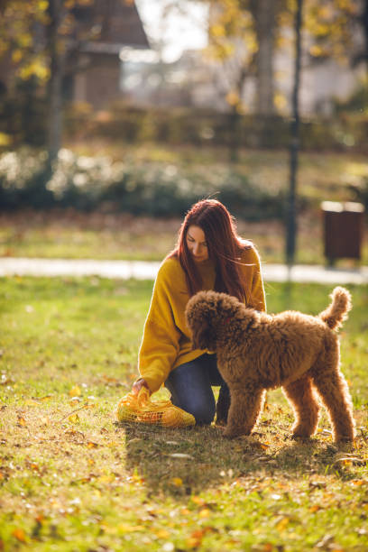 istock Apples as rewards for a good dog while playing in the park 1202247365