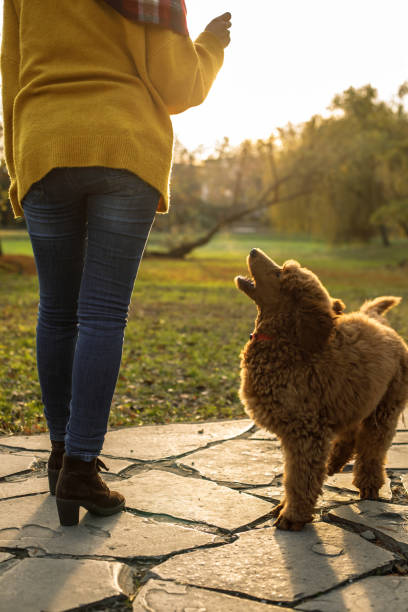 istock Unrecognizable female playing with her poodle at the park 1202248088