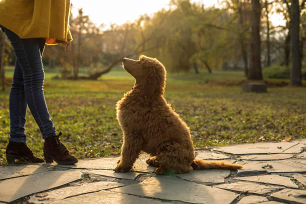 Lower section of unrecognizable young woman training her dog to do tricks and bonding with her while they are on a relaxing walk at the public park on a warm, sunny autumn day.