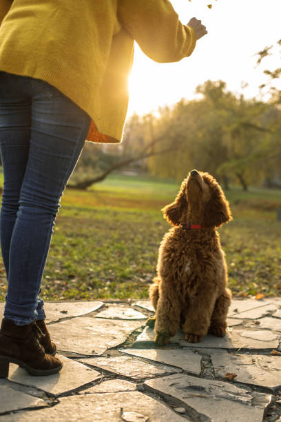 istock Young woman training her poodle to sit 1202248095