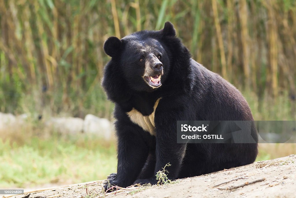 Asian Black Bear roaring Asian Black Bear  roaring in nature Asian Black Bear Stock Photo