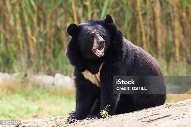 Asian Black Bear Roaring Stock Photo - Download Image Now - Asian Black Bear, Animals In The Wild, Tibet