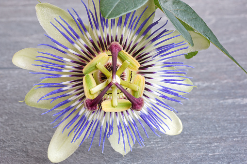 single blue and white passion flower