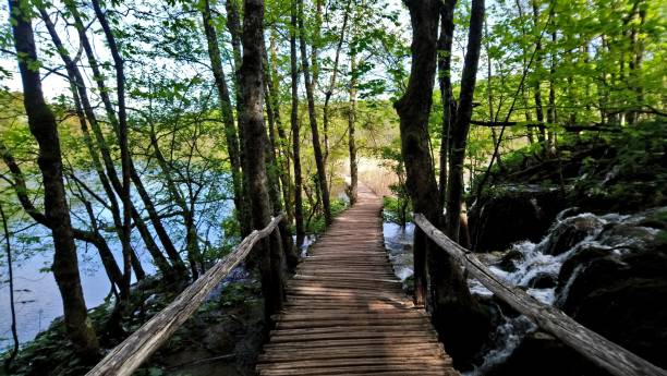 istock Green road in plitvicka Waterfalls 1202248523