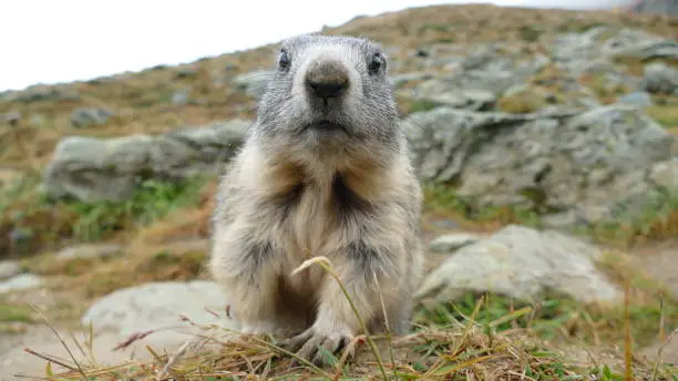 In Spielboden at about 2450m free-living marmots can be observed very well.