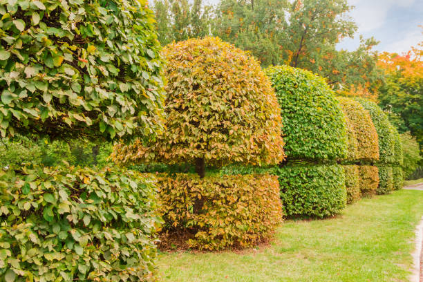 istock Decorative shaped deciduous trees with spherical tops in autumn park 1202250496
