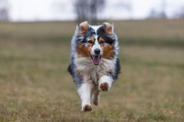istock a beautiful dog outdoors 1202250796